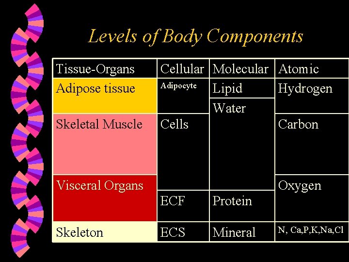 Levels of Body Components Tissue-Organs Adipose tissue Skeletal Muscle Cellular Molecular Atomic Adipocyte Lipid