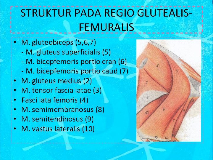 STRUKTUR PADA REGIO GLUTEALISFEMURALIS • M. gluteobiceps (5, 6, 7) - M. gluteus superficialis