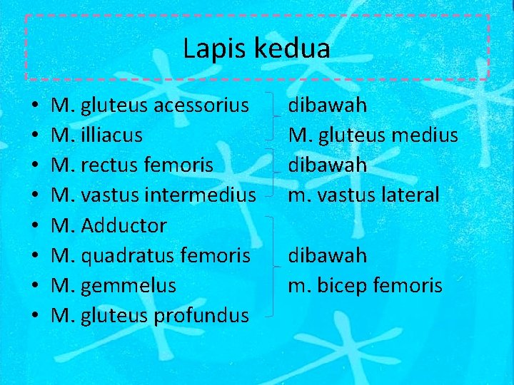 Lapis kedua • • M. gluteus acessorius M. illiacus M. rectus femoris M. vastus