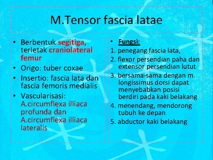M. Tensor fascia latae • Berbentuk segitiga, terletak craniolateral femur • Origo: tuber coxae