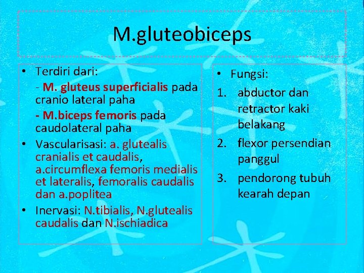 M. gluteobiceps • Terdiri dari: - M. gluteus superficialis pada cranio lateral paha -