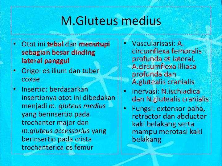 M. Gluteus medius • Otot ini tebal dan menutupi sebagian besar dinding lateral panggul