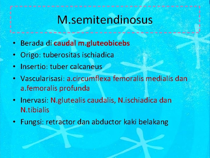 M. semitendinosus Berada di caudal m. gluteobicebs Origo: tuberositas ischiadica Insertio: tuber calcaneus Vascularisasi: