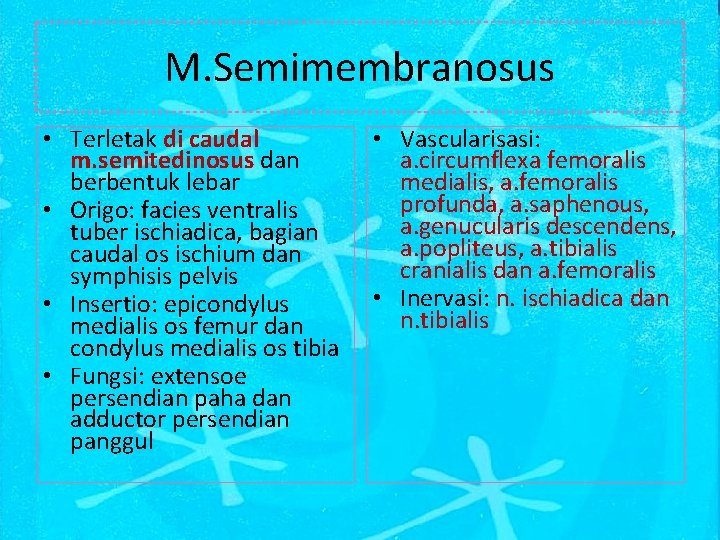 M. Semimembranosus • Terletak di caudal m. semitedinosus dan berbentuk lebar • Origo: facies
