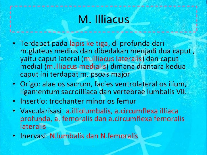 M. Illiacus • Terdapat pada lapis ke tiga, di profunda dari m. gluteus medius