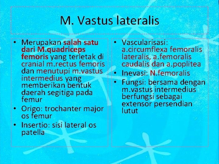 M. Vastus lateralis • Merupakan salah satu • Vascularisasi: dari M. quadriceps a. circumflexa