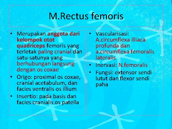 M. Rectus femoris • Merupakan anggota dari kelompok otot quadriceps femoris yang terletak paling