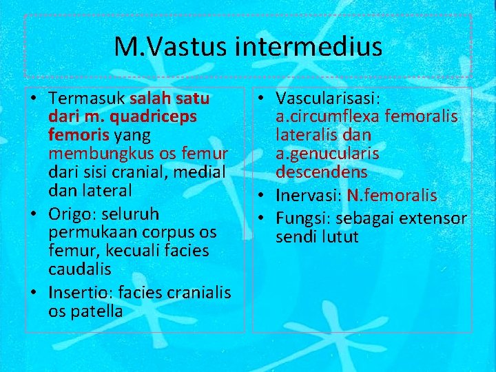 M. Vastus intermedius • Termasuk salah satu dari m. quadriceps femoris yang membungkus os