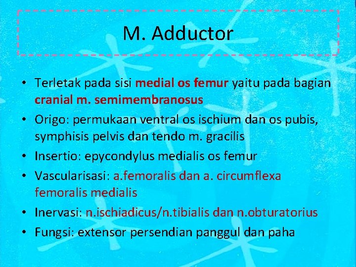 M. Adductor • Terletak pada sisi medial os femur yaitu pada bagian cranial m.