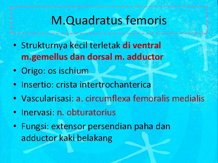 M. Quadratus femoris • Strukturnya kecil terletak di ventral m. gemellus dan dorsal m.
