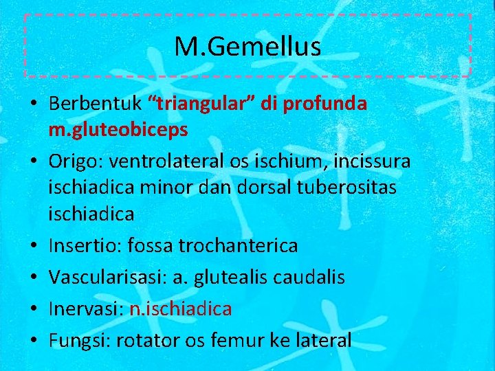 M. Gemellus • Berbentuk “triangular” di profunda m. gluteobiceps • Origo: ventrolateral os ischium,