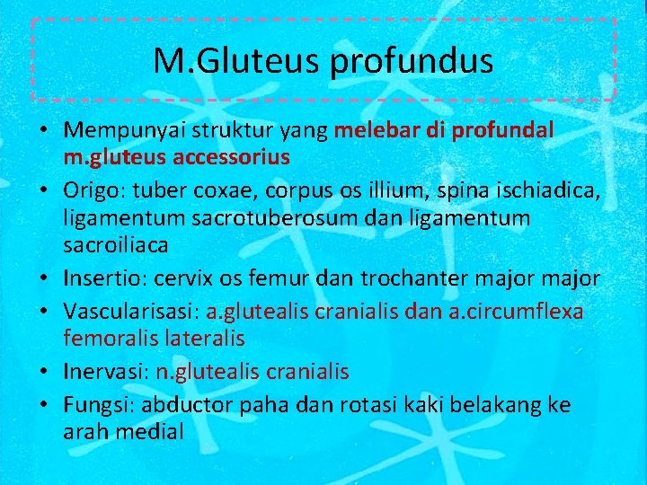 M. Gluteus profundus • Mempunyai struktur yang melebar di profundal m. gluteus accessorius •