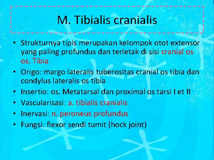M. Tibialis cranialis • Strukturnya tipis merupakan kelompok otot extensor yang paling profundus dan