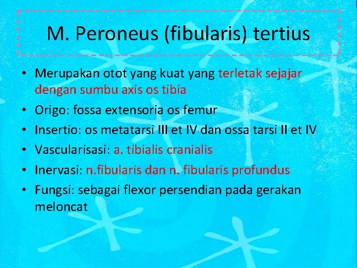 M. Peroneus (fibularis) tertius • Merupakan otot yang kuat yang terletak sejajar dengan sumbu
