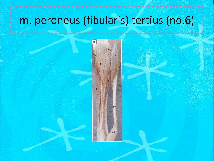 m. peroneus (fibularis) tertius (no. 6) 