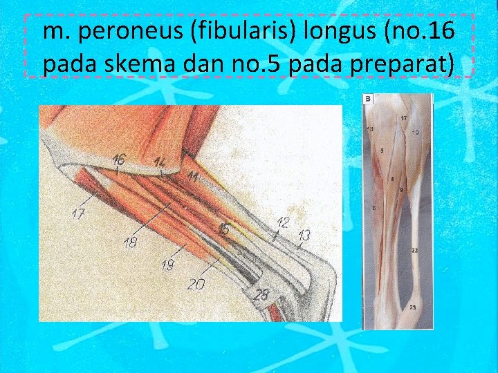 m. peroneus (fibularis) longus (no. 16 pada skema dan no. 5 pada preparat) 
