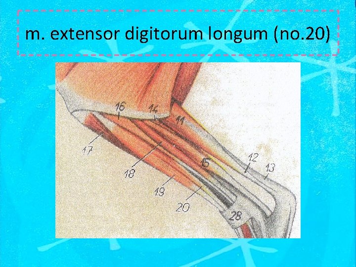 m. extensor digitorum longum (no. 20) 