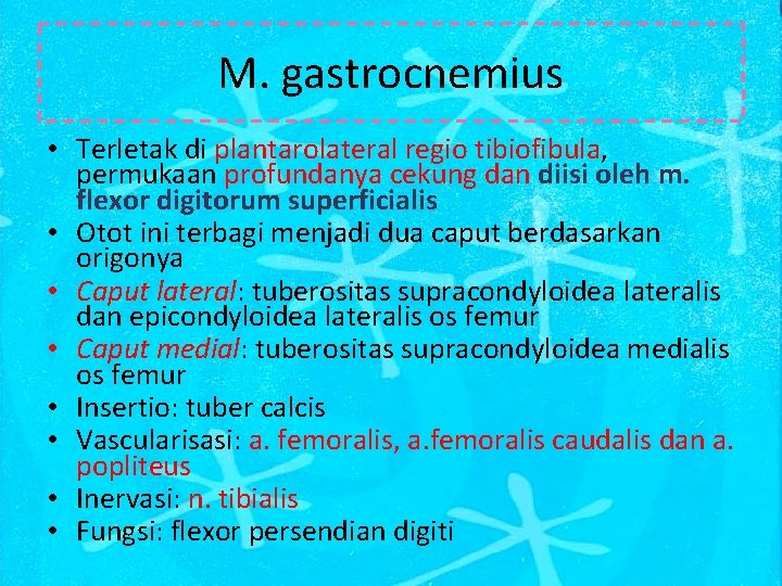 M. gastrocnemius • Terletak di plantarolateral regio tibiofibula, permukaan profundanya cekung dan diisi oleh