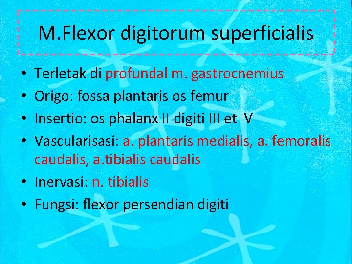 M. Flexor digitorum superficialis Terletak di profundal m. gastrocnemius Origo: fossa plantaris os femur