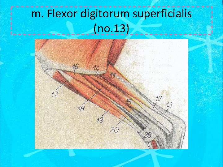 m. Flexor digitorum superficialis (no. 13) 