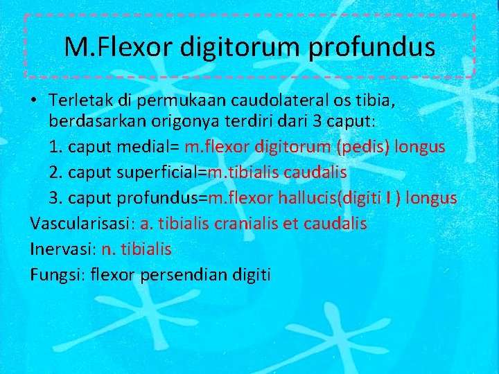 M. Flexor digitorum profundus • Terletak di permukaan caudolateral os tibia, berdasarkan origonya terdiri