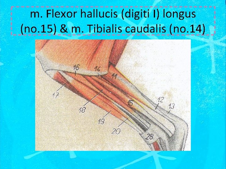 m. Flexor hallucis (digiti I) longus (no. 15) & m. Tibialis caudalis (no. 14)