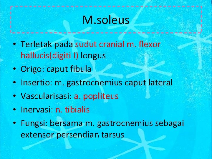 M. soleus • Terletak pada sudut cranial m. flexor hallucis(digiti I) longus • Origo: