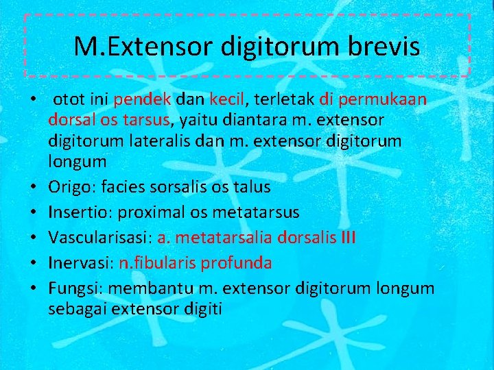M. Extensor digitorum brevis • otot ini pendek dan kecil, terletak di permukaan dorsal