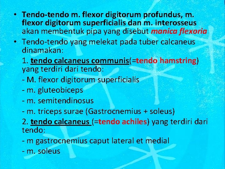  • Tendo-tendo m. flexor digitorum profundus, m. flexor digitorum superficialis dan m. interosseus