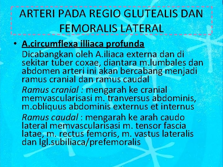 ARTERI PADA REGIO GLUTEALIS DAN FEMORALIS LATERAL • A. circumflexa illiaca profunda Dicabangkan oleh