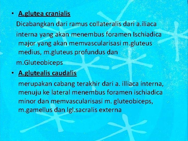  • A. glutea cranialis Dicabangkan dari ramus collateralis dari a. iliaca interna yang