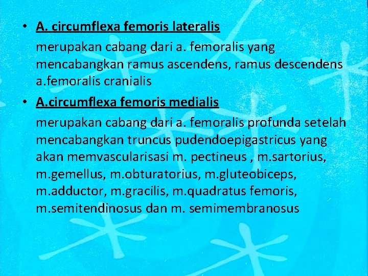  • A. circumflexa femoris lateralis merupakan cabang dari a. femoralis yang mencabangkan ramus