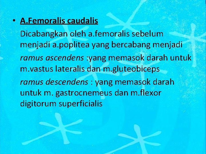  • A. Femoralis caudalis Dicabangkan oleh a. femoralis sebelum menjadi a. poplitea yang