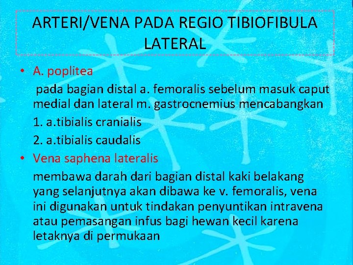 ARTERI/VENA PADA REGIO TIBIOFIBULA LATERAL • A. poplitea pada bagian distal a. femoralis sebelum