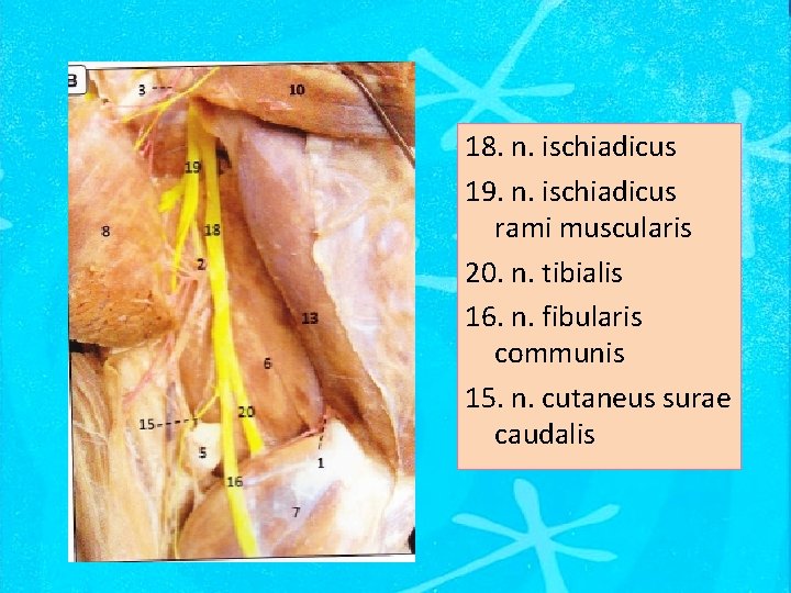 18. n. ischiadicus 19. n. ischiadicus rami muscularis 20. n. tibialis 16. n. fibularis