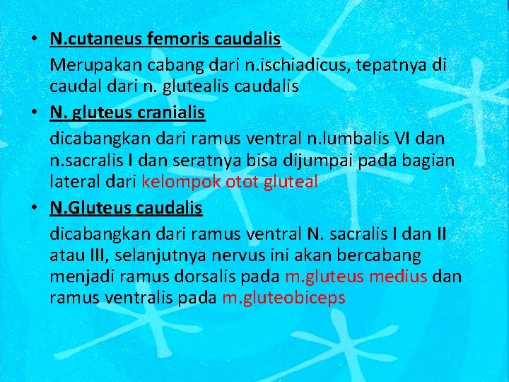  • N. cutaneus femoris caudalis Merupakan cabang dari n. ischiadicus, tepatnya di caudal