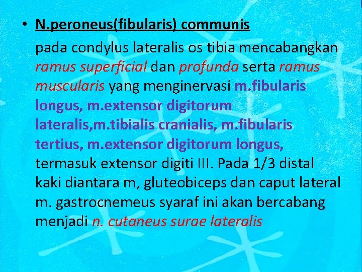 • N. peroneus(fibularis) communis pada condylus lateralis os tibia mencabangkan ramus superficial dan
