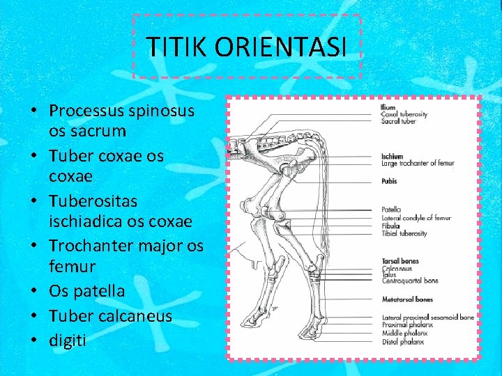 TITIK ORIENTASI • Processus spinosus os sacrum • Tuber coxae os coxae • Tuberositas