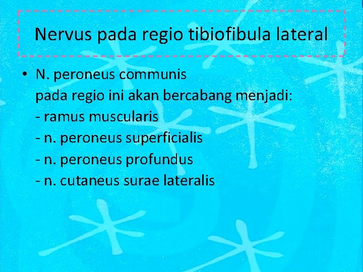 Nervus pada regio tibiofibula lateral • N. peroneus communis pada regio ini akan bercabang