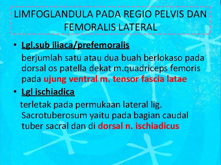 LIMFOGLANDULA PADA REGIO PELVIS DAN FEMORALIS LATERAL • Lgl. sub iliaca/prefemoralis berjumlah satu atau