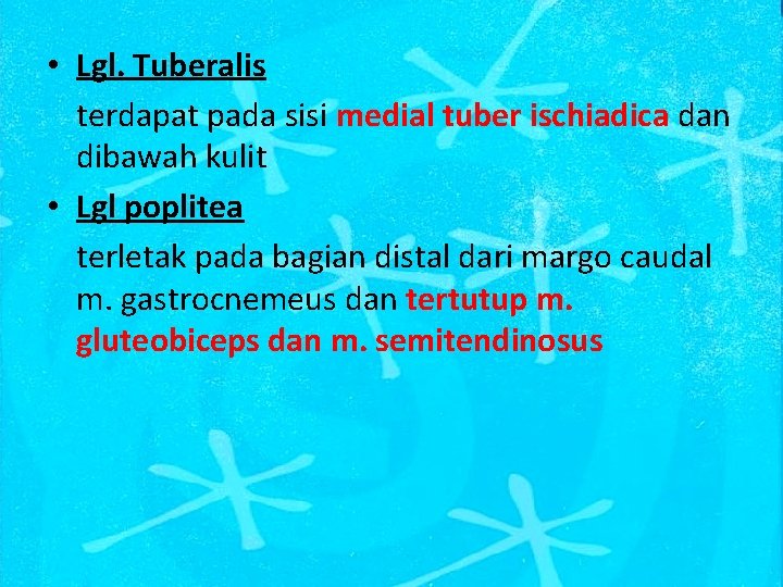  • Lgl. Tuberalis terdapat pada sisi medial tuber ischiadica dan dibawah kulit •