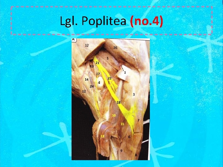 Lgl. Poplitea (no. 4) 