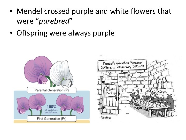  • Mendel crossed purple and white flowers that were “purebred” • Offspring were