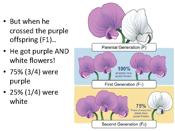  • But when he crossed the purple offspring (F 1)… • He got