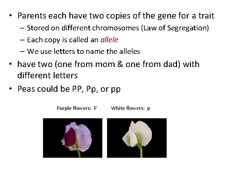  • Parents each have two copies of the gene for a trait –