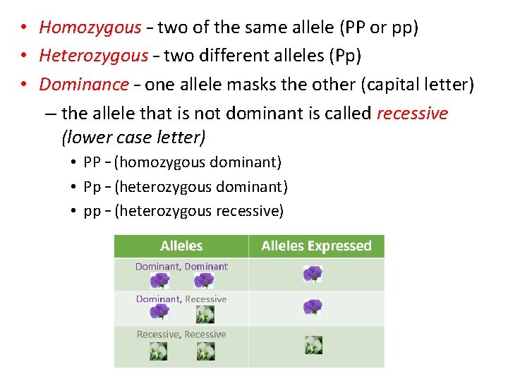  • Homozygous – two of the same allele (PP or pp) • Heterozygous