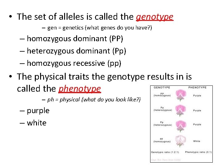  • The set of alleles is called the genotype – gen = genetics