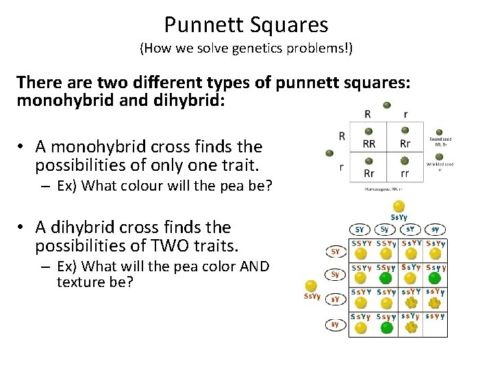 Punnett Squares (How we solve genetics problems!) There are two different types of punnett