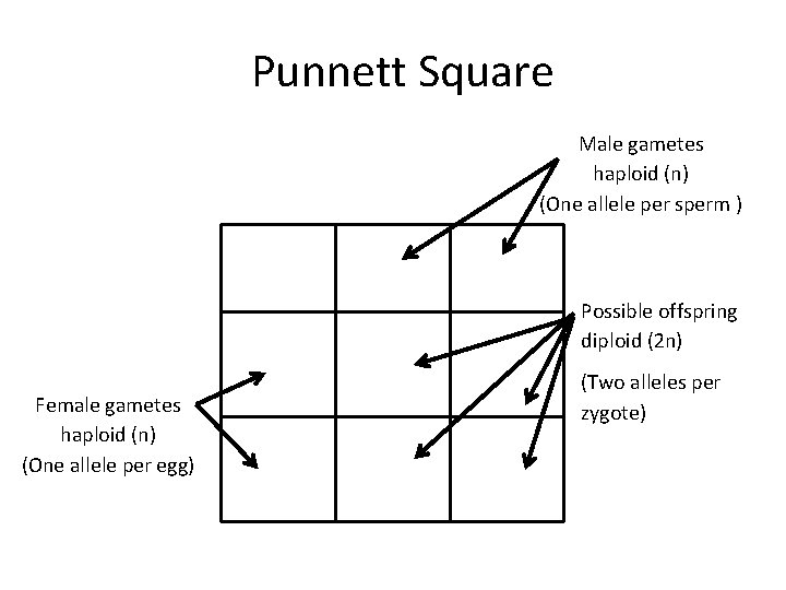 Punnett Square Male gametes haploid (n) (One allele per sperm ) Possible offspring diploid