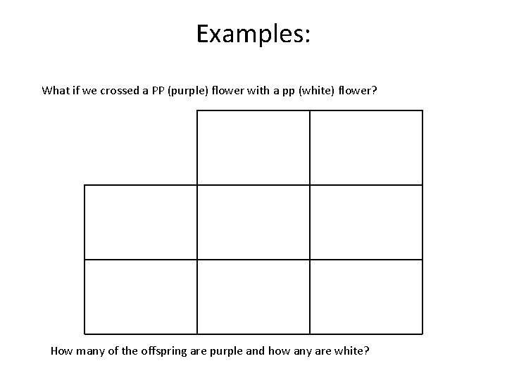 Examples: What if we crossed a PP (purple) flower with a pp (white) flower?